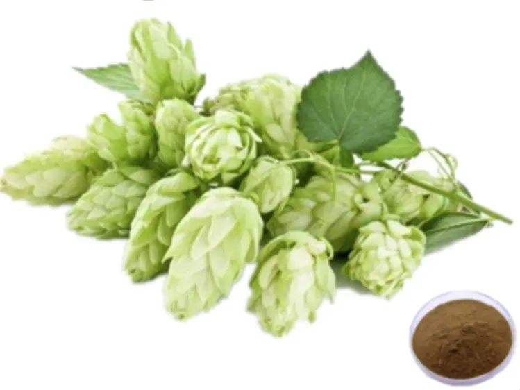 What is hop extract in beer?